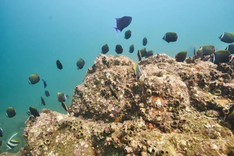 Butterflyfish and damselfish swarm over a rocky outcrop crusted with barnacles