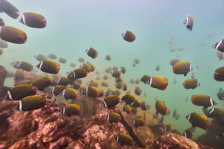 Shoal of reef fish over coral-covered rocks on a boat dive in North Goa