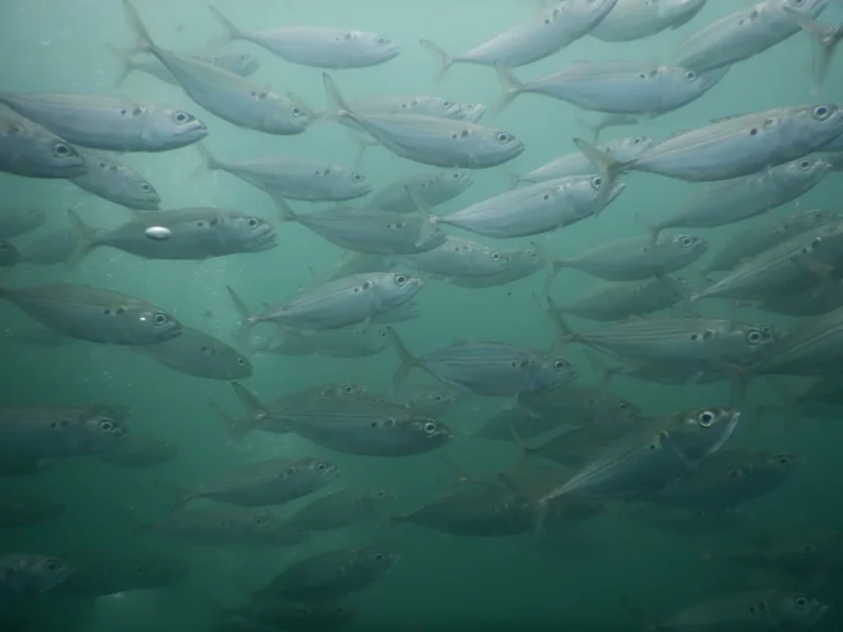 Large school of silver fish swimming past divers in the Arabian Sea