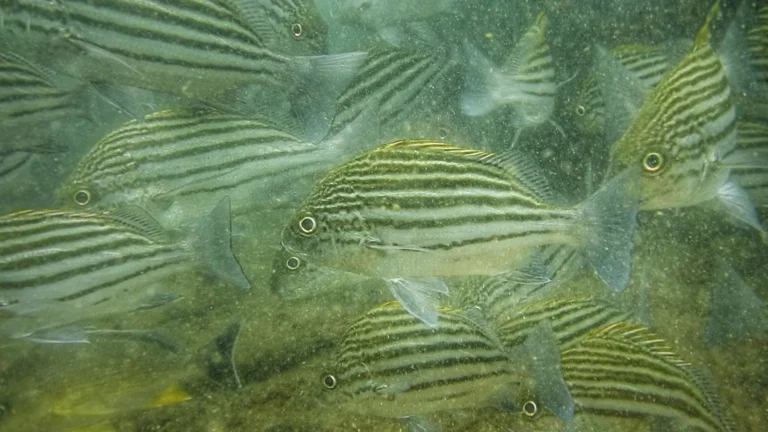 A tight school of silver fish with dark horizontal stripes swims close past the camera in green water