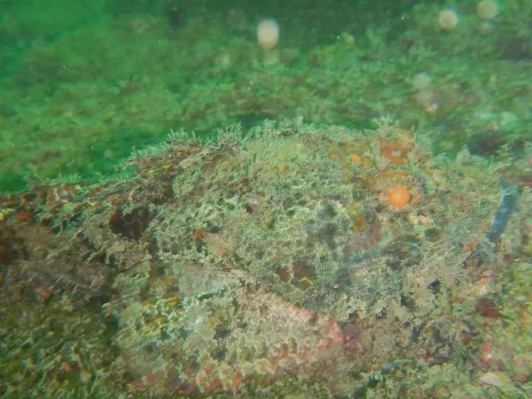 Scorpionfish with a bright orange eye lies camouflaged among green algae on the seabed