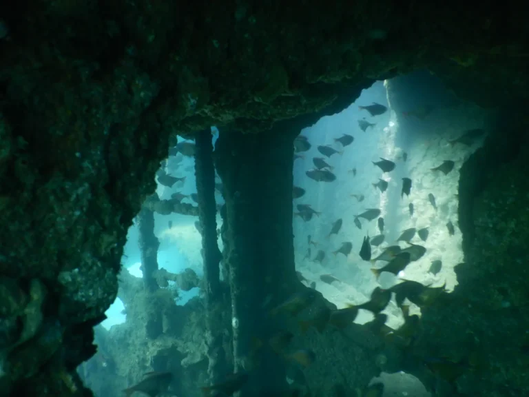 Fish schooling through the openings of a sunken shipwreck on a guided wreck dive