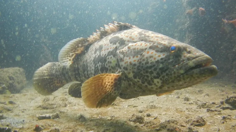 Large spotted grouper with an orange tail glides just above a sandy, rocky seabed