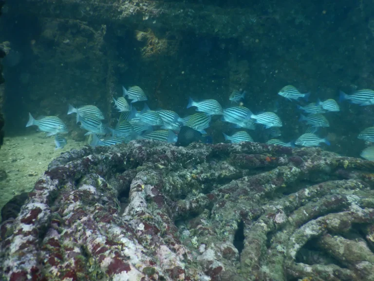 School of blue-striped fish swims over a thick, encrusted chain lying on the seabed