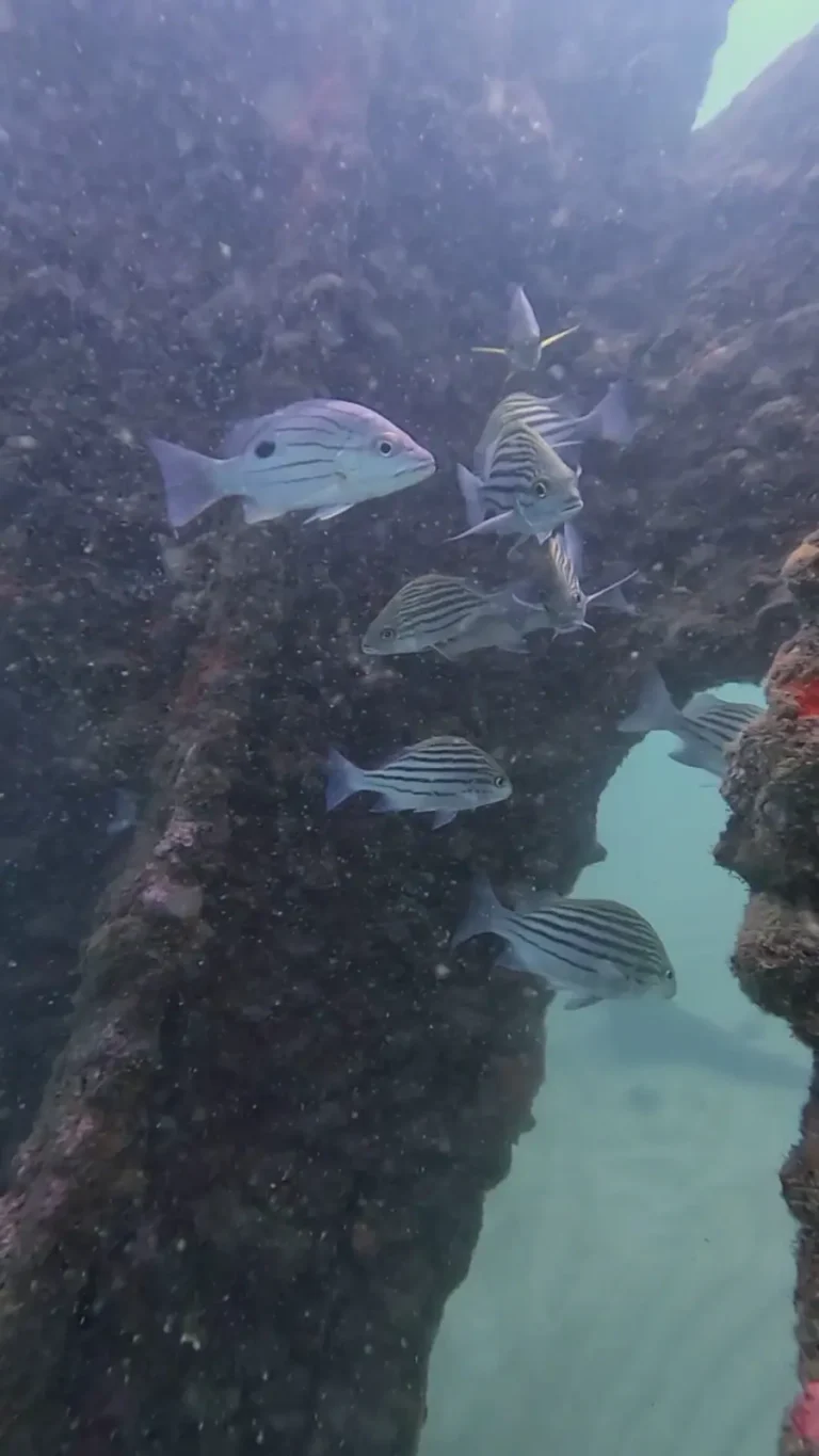 Small school of striped silver fish swimming through an encrusted opening in sunken metal structure