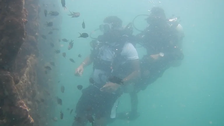 Two divers swim beside a rocky wall surrounded by a cloud of small dark fish