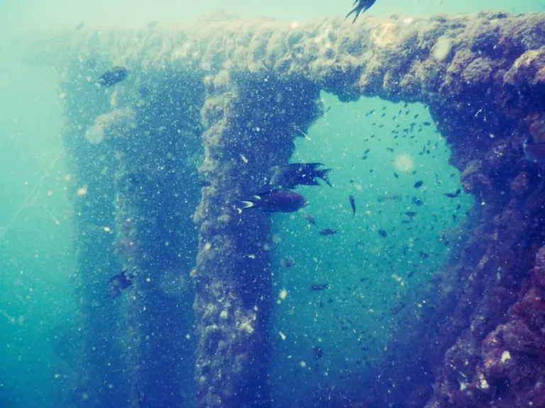 A square opening in an encrusted wreck frames a shoal of small fish in blue water