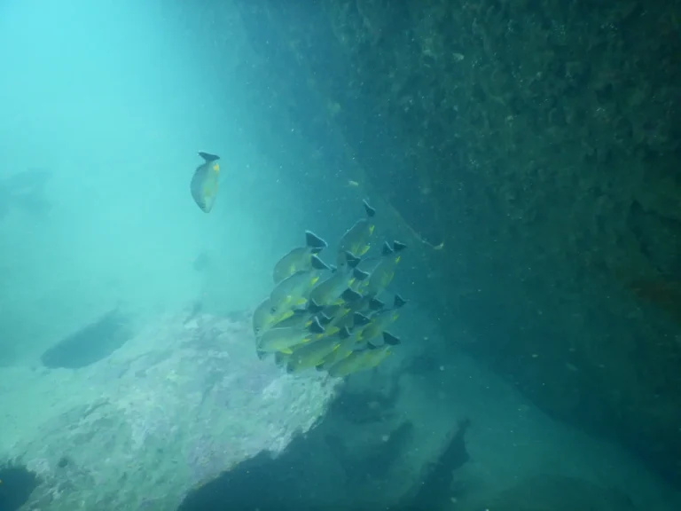 Small school of yellow fish gathers beside a dark rock wall in teal water