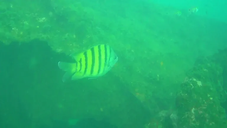 A yellow fish with bold black vertical stripes swims over a green, algae covered reef