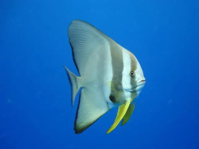Batfish (Platax teira)