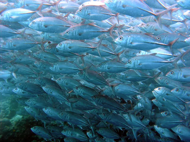 Bigeye trevally (Caranx sexfasciatus)
