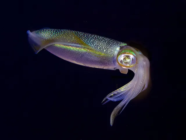 Bigfin reef squid (Sepioteuthis lessoniana)