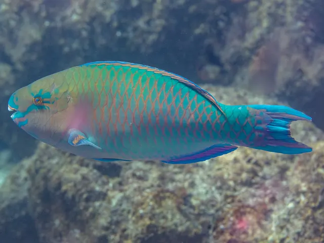 Blue-barred parrotfish (Scarus ghobban)