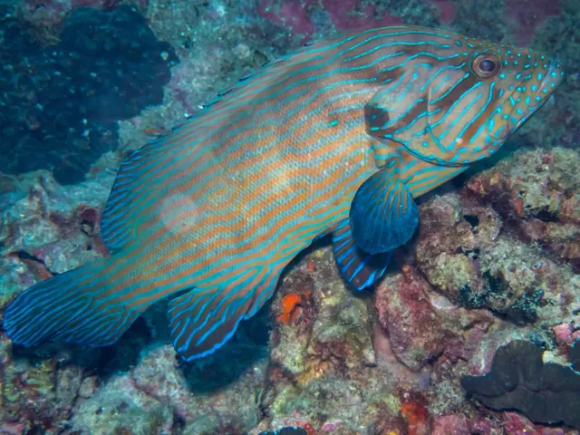 Bluelined rockcod (Cephalopholis formosa)