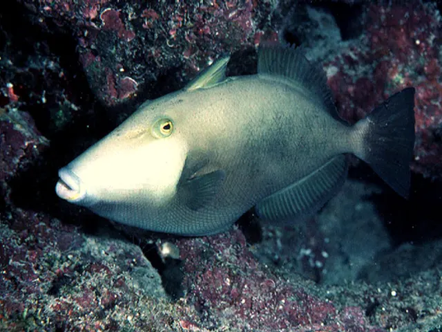 Bridled triggerfish (Sufflamen fraenatum)