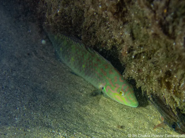 Bubblefin wrasse (Halichoeres nigrescens)