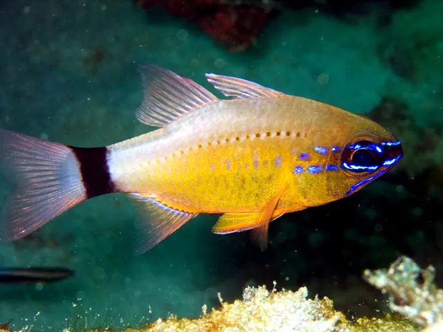Cardinalfish (Apogonidae (several species))