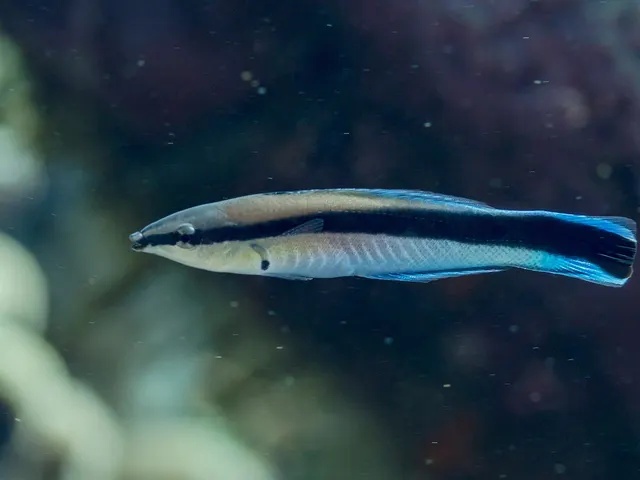 Bluestreak cleaner wrasse (Labroides dimidiatus)