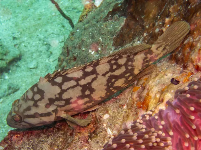 Cloudy grouper (Epinephelus erythrurus)