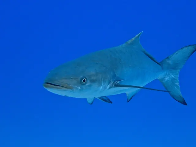 Cobia (Rachycentron canadum)