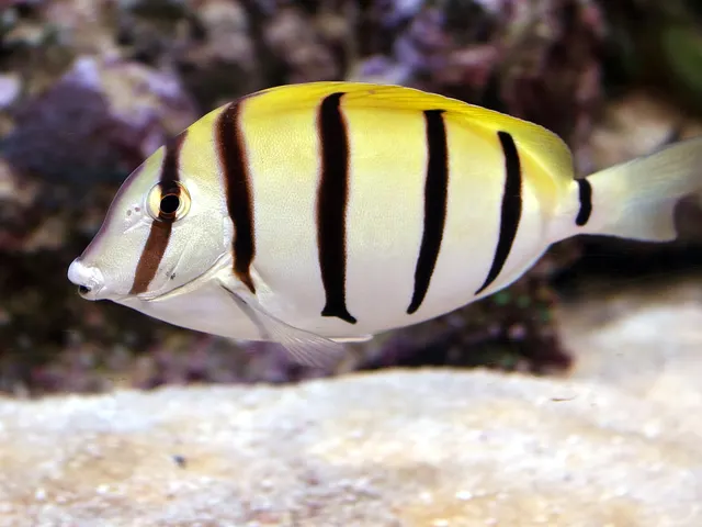 Convict surgeonfish (Acanthurus triostegus)