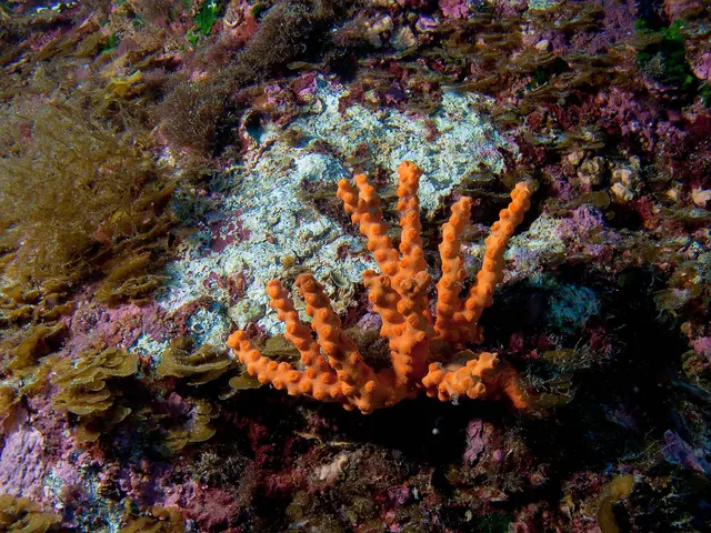 Cup corals (Dendrophyllia spp.)