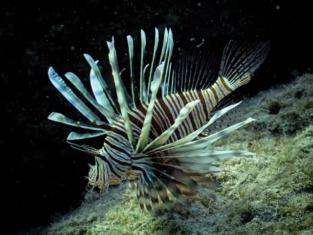 Devil firefish (Indian lionfish) (Pterois miles)