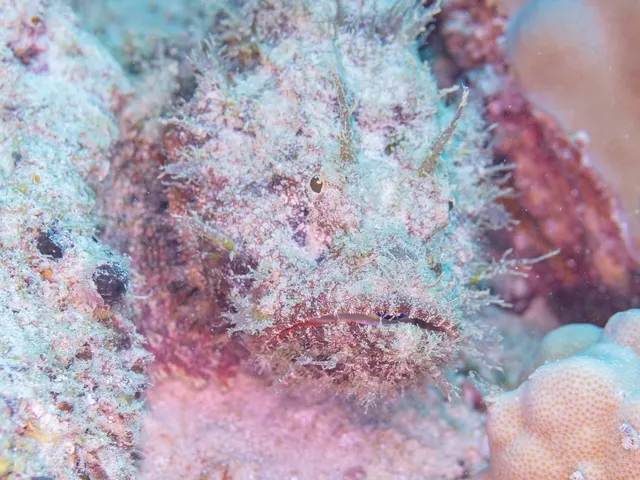 Devil scorpionfish (Scorpaenopsis diabolus)
