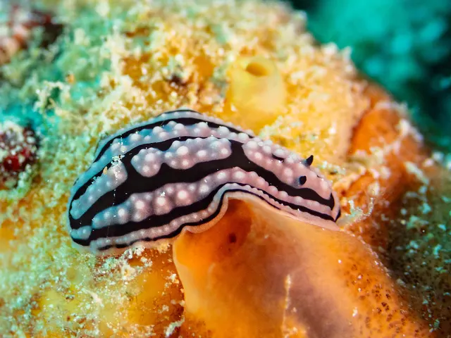 Domino nudibranch (Phyllidiella zeylanica)