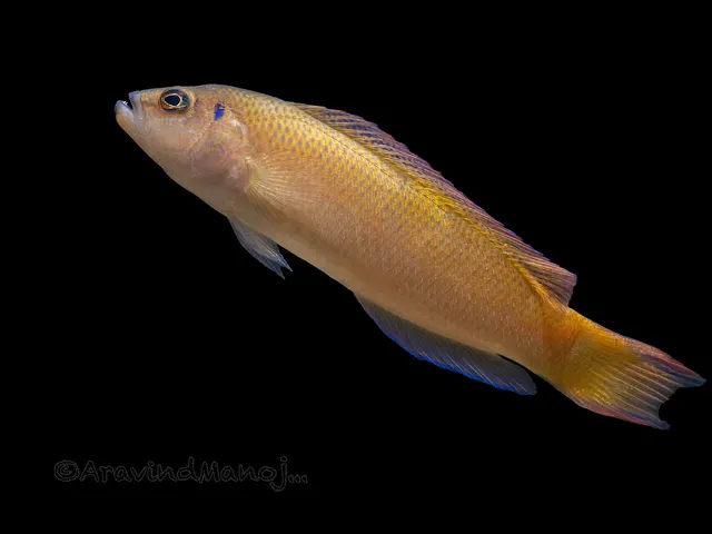 Stripe-tailed dottyback (Pseudochromis caudalis)