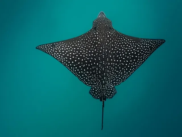Longheaded eagle ray (Aetobatus flagellum)