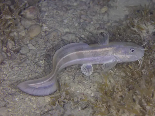 Striped eel catfish (Plotosus lineatus)