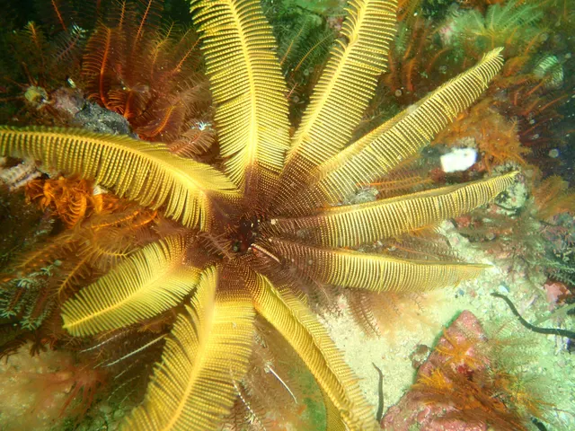 Elegant feather star (Tropiometra carinata)