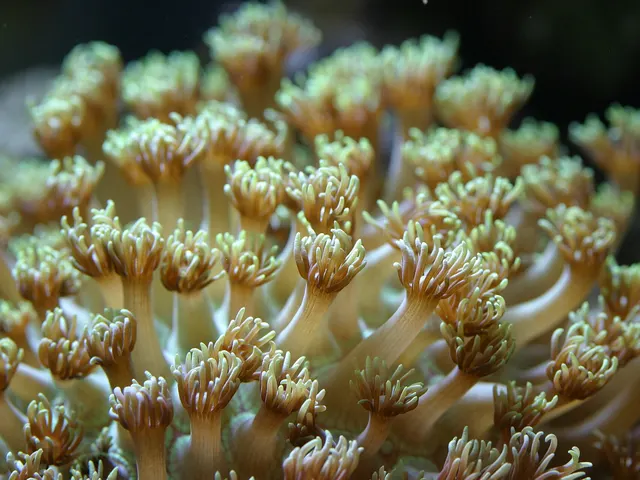 Flowerpot coral (Goniopora spp.)