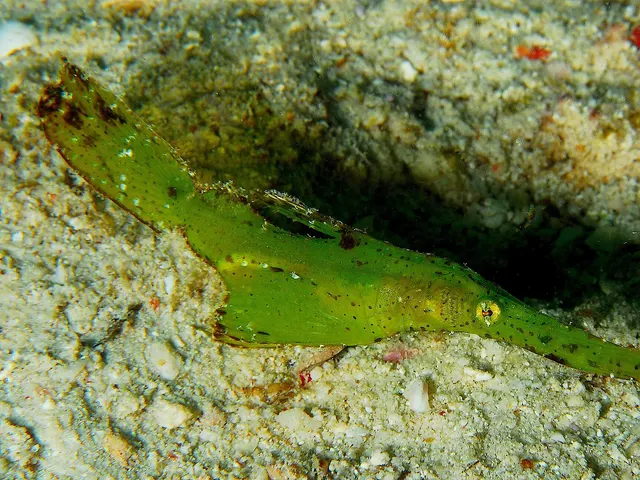 Robust ghost pipefish (Solenostomus cyanopterus)