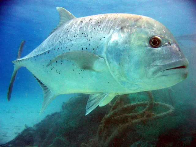 Giant trevally (Caranx ignobilis)