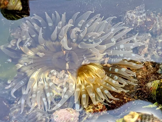 Goa's own sea anemones (Anthopleura anjunae, Bunodosoma goanense)