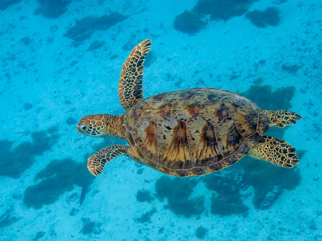 Green turtle (Chelonia mydas)