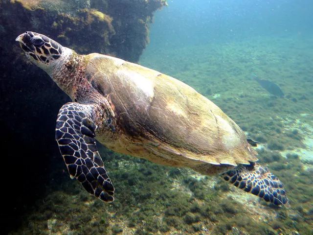 Hawksbill turtle (Eretmochelys imbricata)