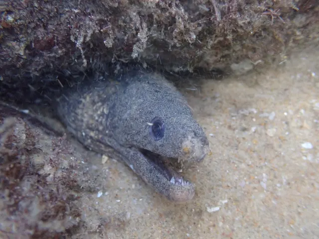 Highfin moray (Gymnothorax pseudothyrsoideus)
