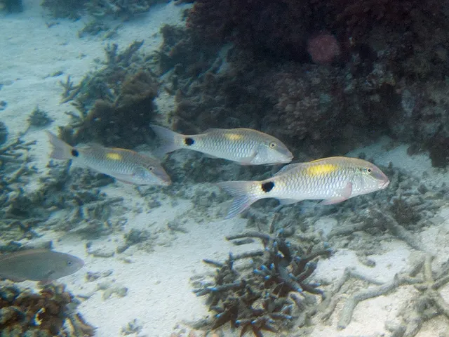 Indian goatfish (Parupeneus indicus)
