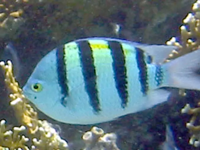 Indo-Pacific sergeant (Abudefduf vaigiensis)