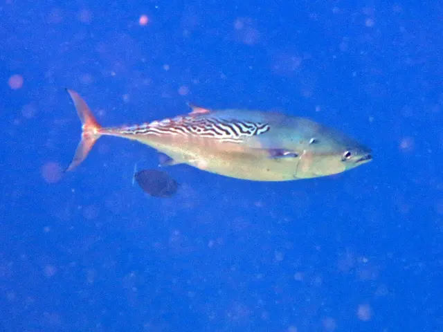 Kawakawa (mackerel tuna) (Euthynnus affinis)