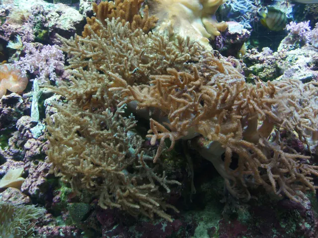 Leather coral (Sinularia brassica)