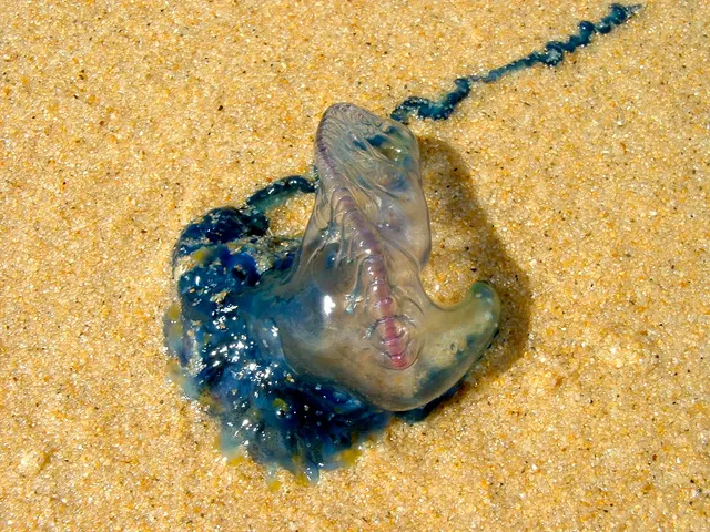 Bluebottle (Indo-Pacific man-o'-war) (Physalia utriculus)