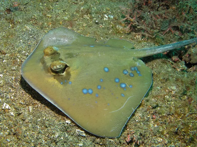 Indian Ocean blue-spotted maskray (Neotrygon indica)