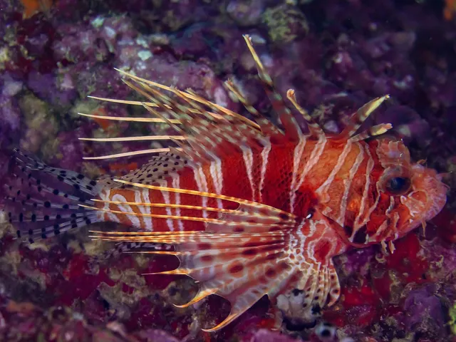 Mombasa lionfish (Pteropterus mombasae)