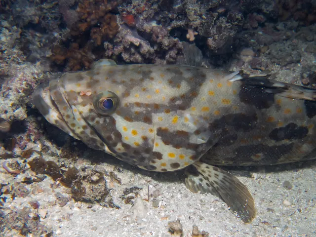 Orange-spotted grouper (Epinephelus coioides)