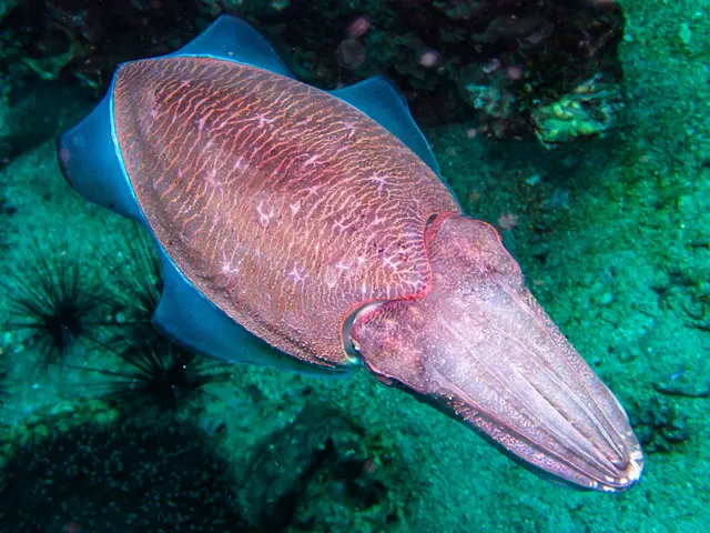 Pharaoh cuttlefish (Acanthosepion pharaonis)