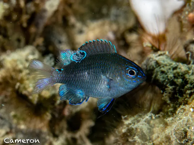 Colombo & threespot damsels (Pomacentrus proteus, P. tripunctatus)